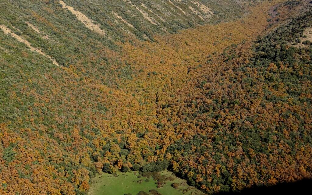 forêts d'Aragon
