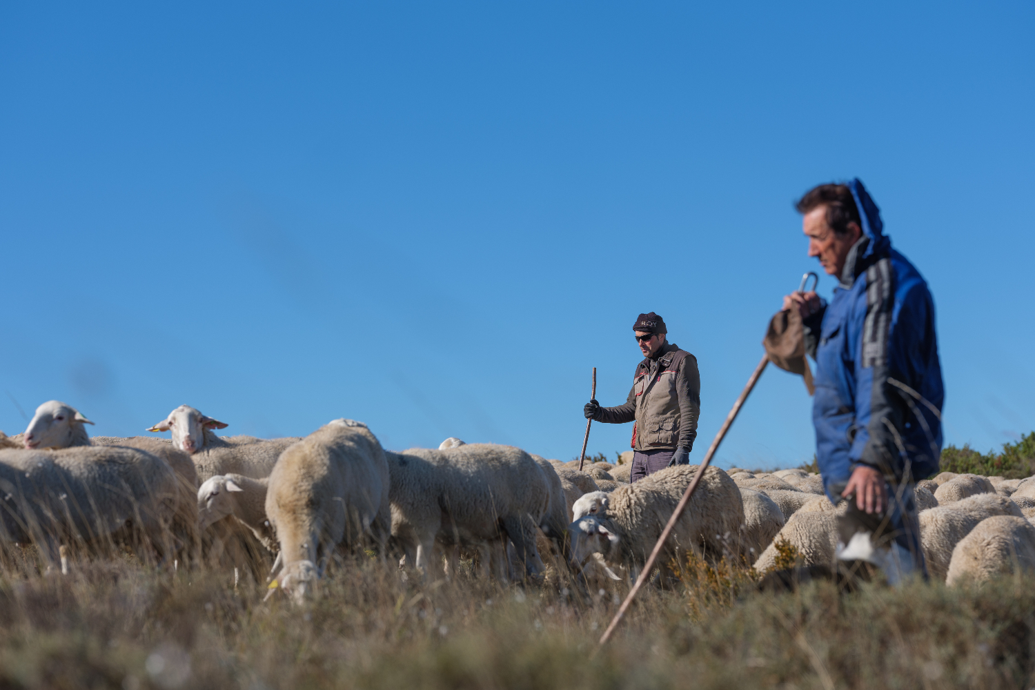 Pastoreo de ovejas en Aragón.