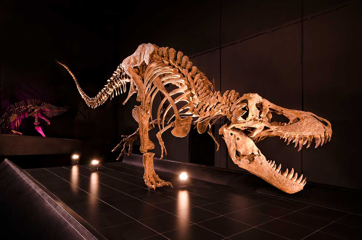 Esqueleto en el Museo Paleontológico de Dinópolis. FOTO: Dinópolis