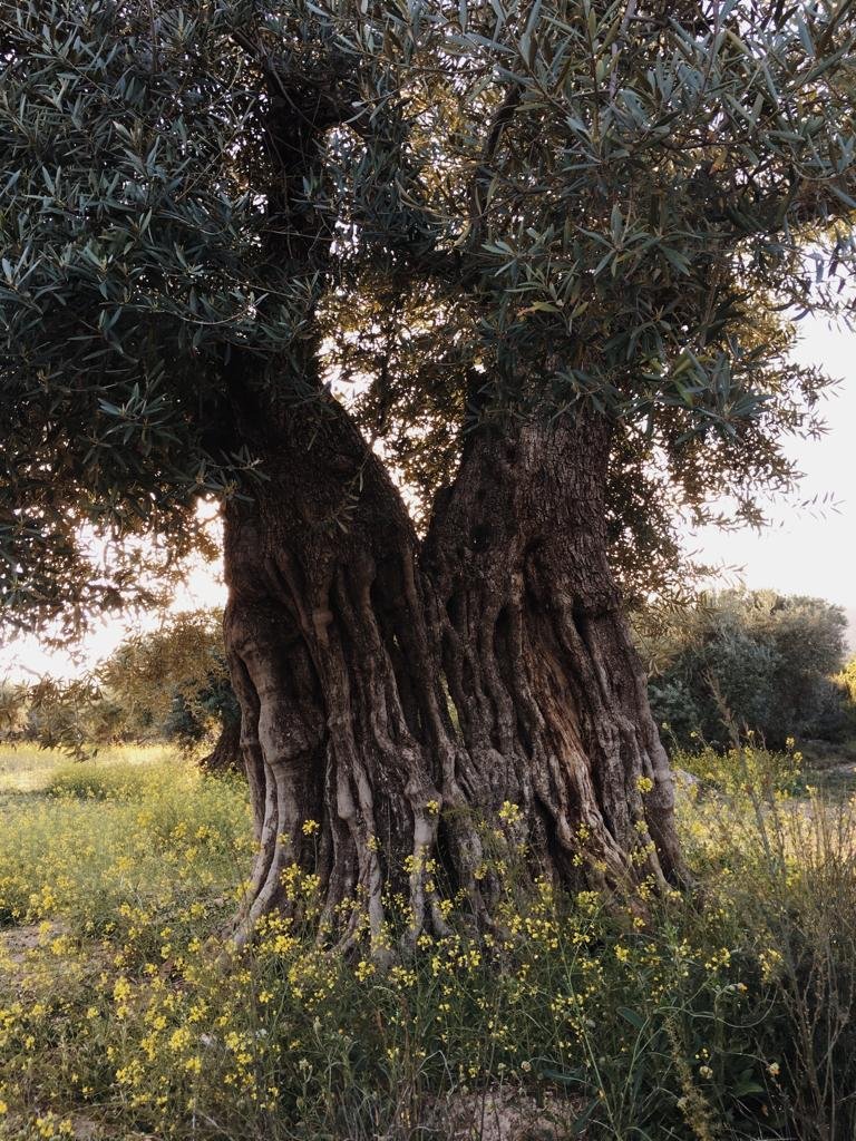 apadrina un olivo oliete
